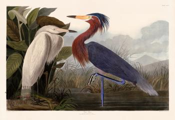 256 Purple Heron blueHead